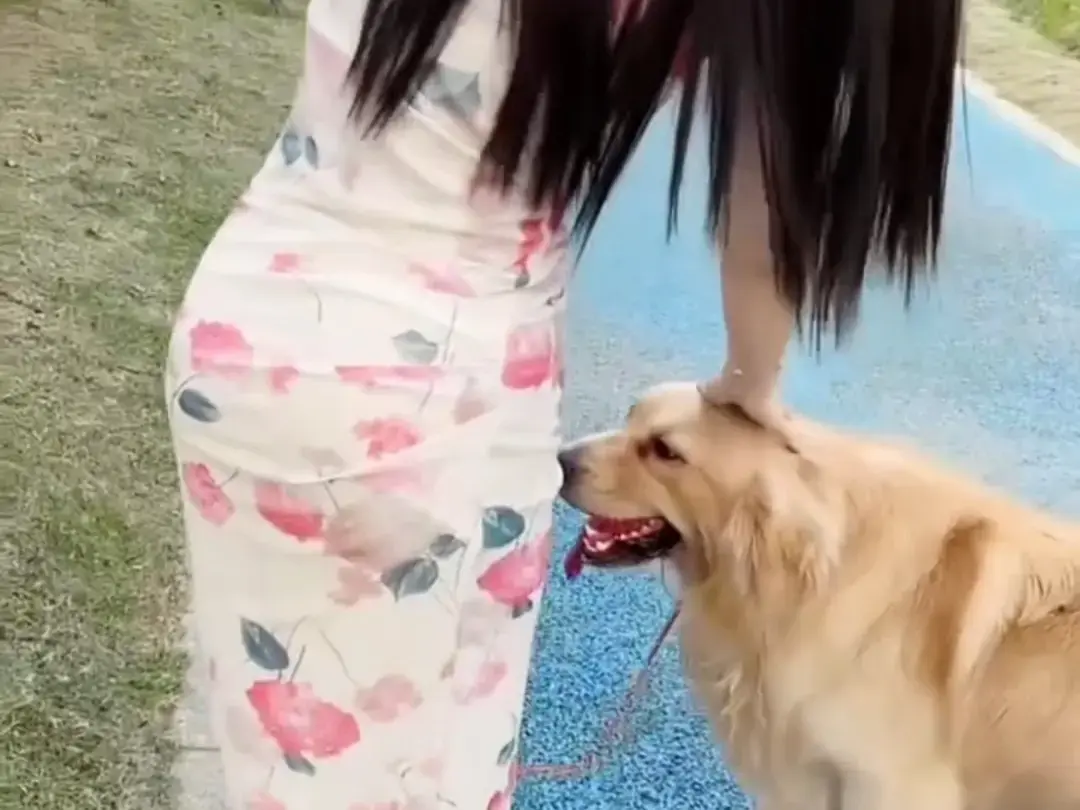 《抖音香香公主与爱犬金毛》科普视频完整版在线观看无广告-抖音香香公主与爱犬直播回放免费网盘资源高清领取